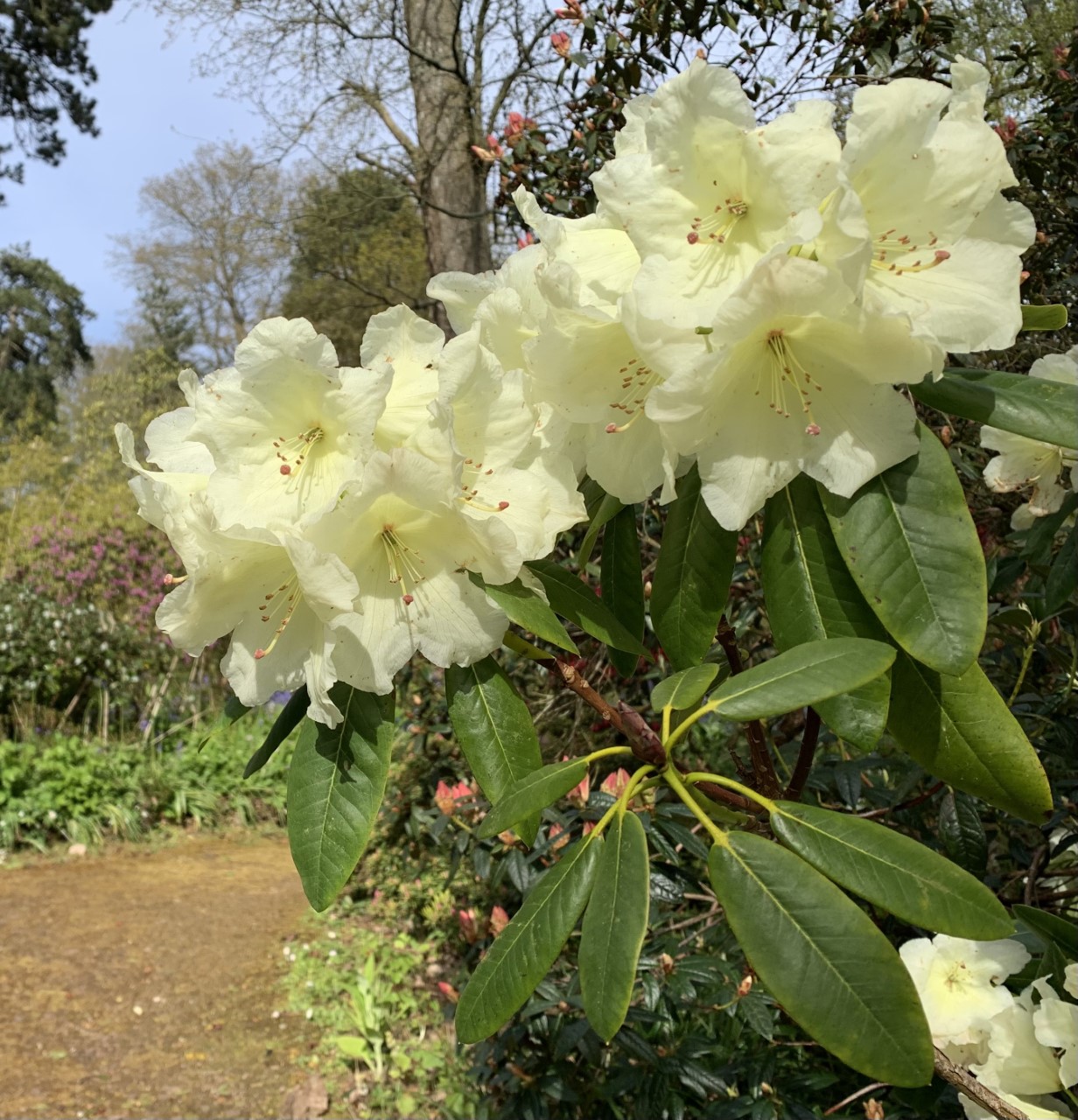 'Katharine Fortescue'